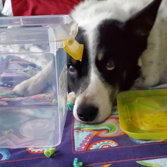 Meet your Posher, Taylor - Picture 1 of 1